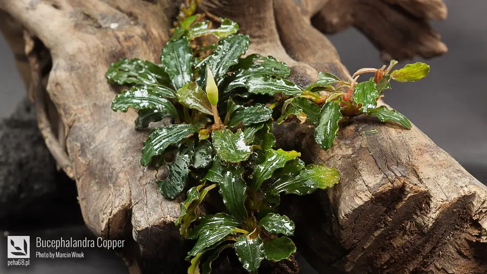 Bucephalandra Copper