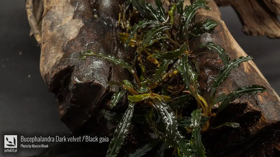 Bucephalandra Dark velvet / Black gaia