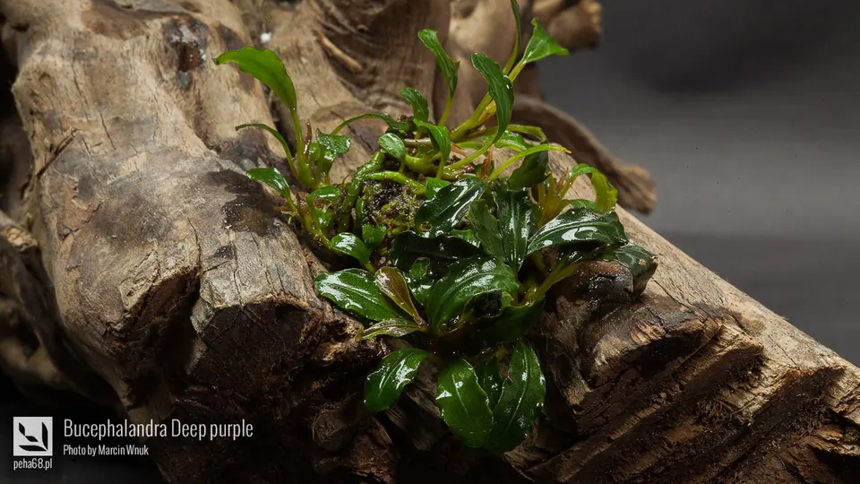 Bucephalandra Deep purple