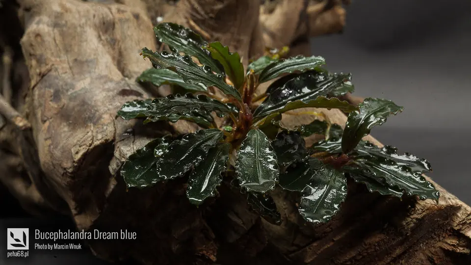 Bucephalandra sp. 'Dream blue'