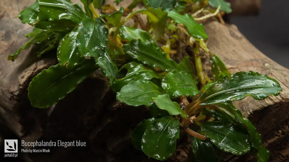 Bucephalandra Elegant blue