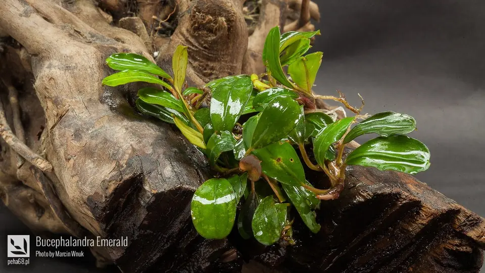 Bucephalandra Emerald