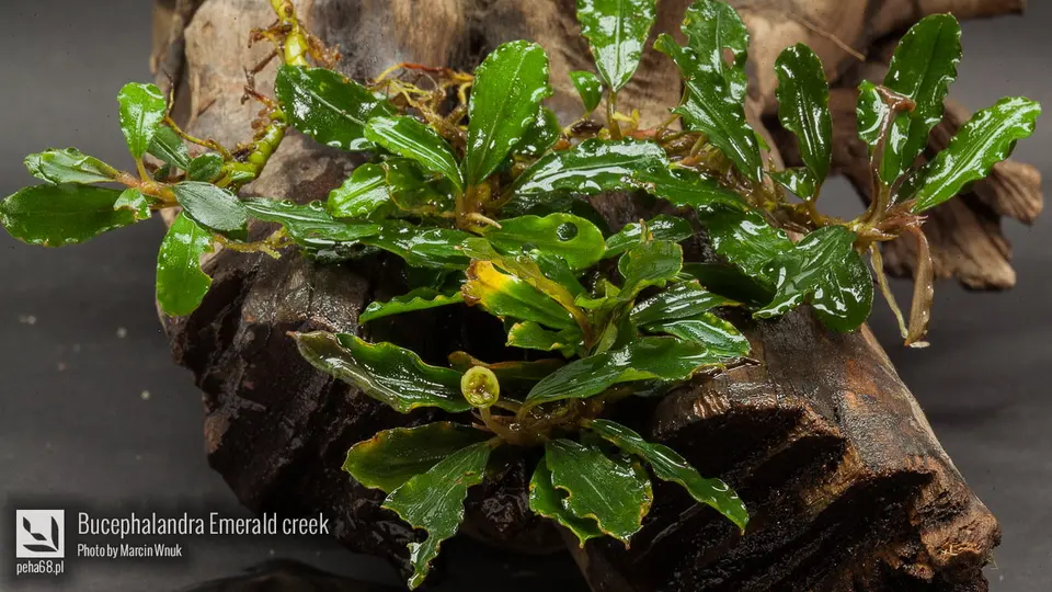 Bucephalandra Emerald creek