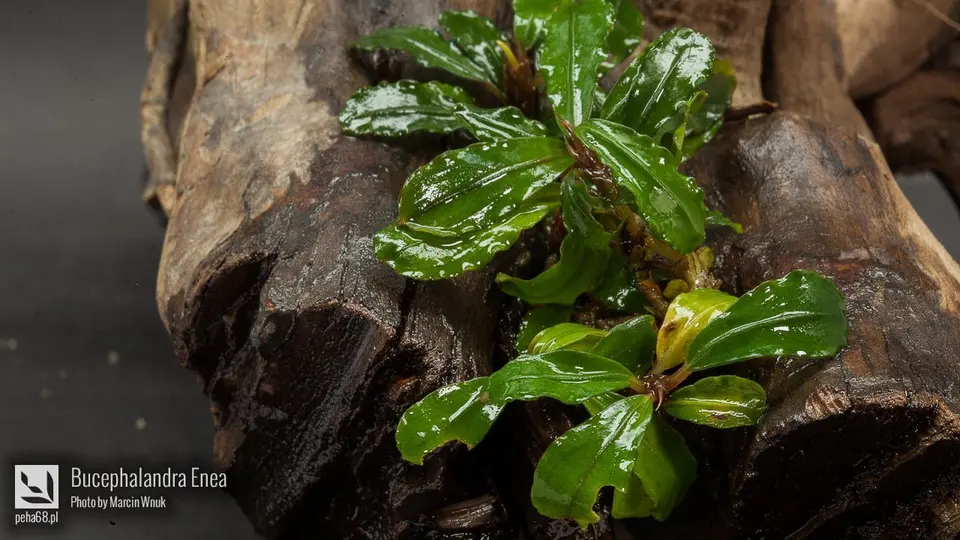 Bucephalandra Enea