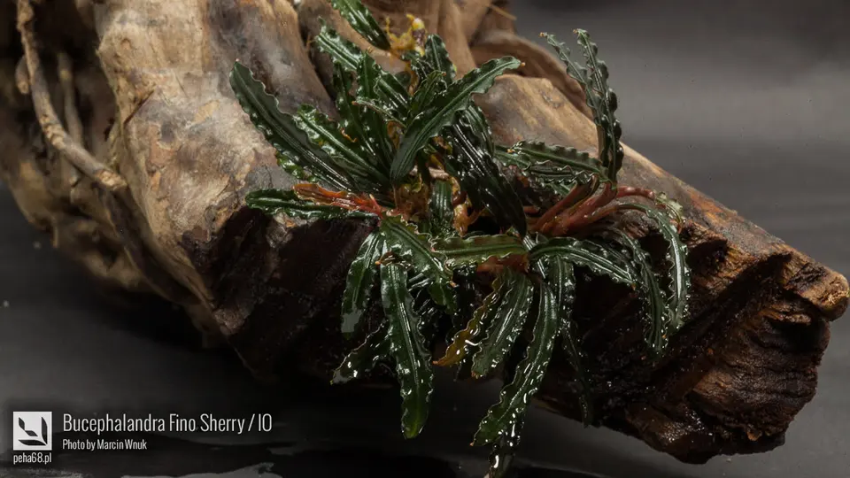 Bucephalandra Fino Sherry / IO