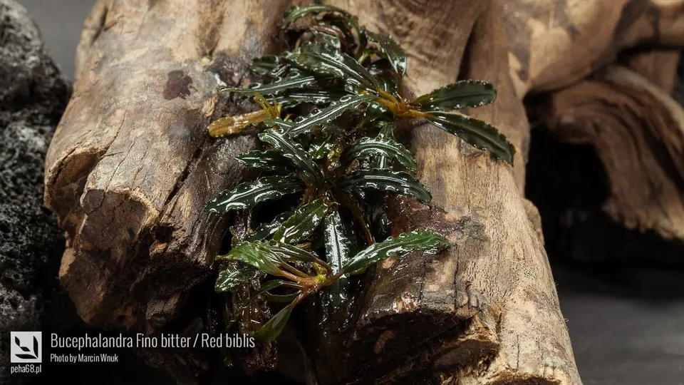 Bucephalandra Fino bitter - Red biblis