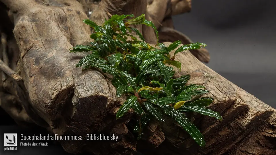 Bucephalandra Fino mimosa - Biblis blue sky