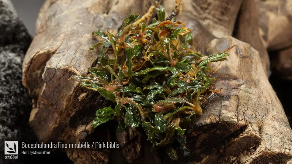 Bucephalandra Fino mirabelle - Pink biblis