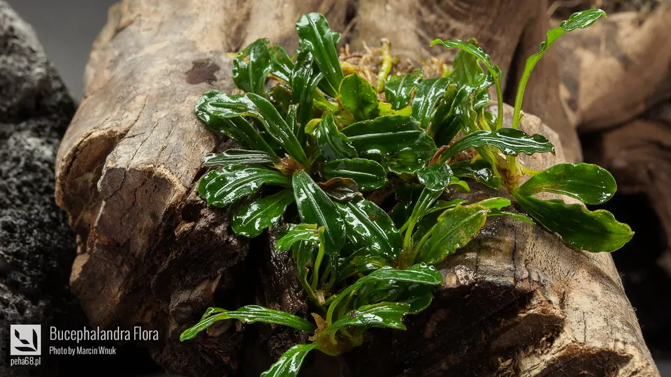 Bucephalandra Flora