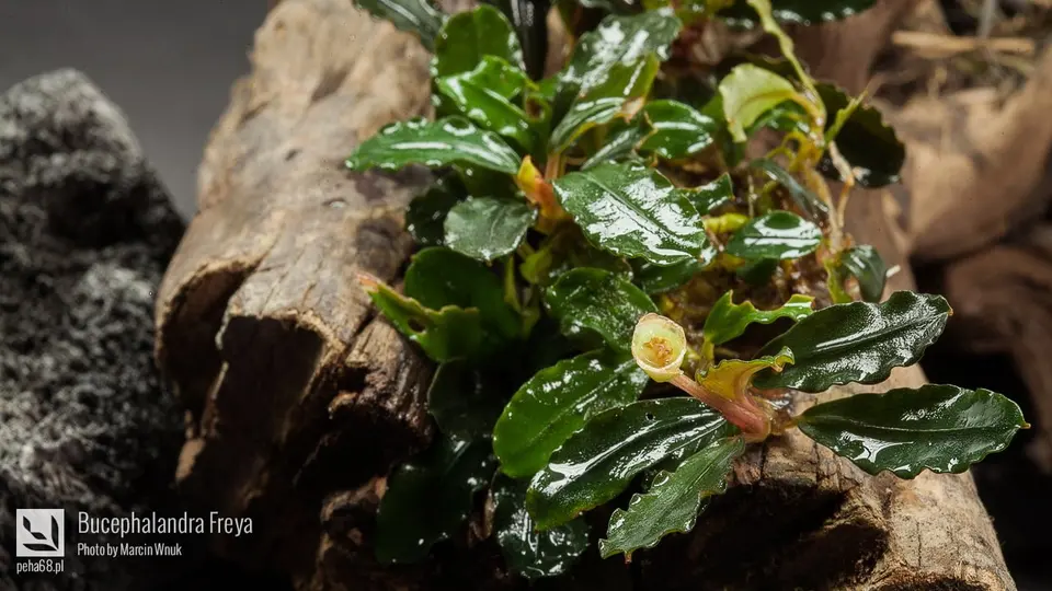 Bucephalandra Freya