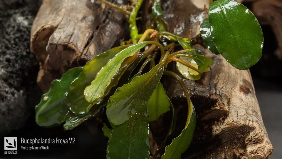 Bucephalandra sp. 'Freya V2'