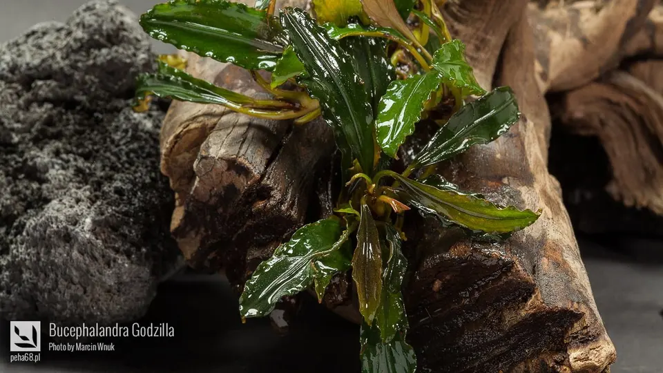 Bucephalandra Godzilla