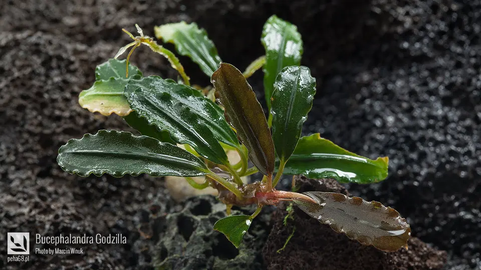 Bucephalandra Godzilla