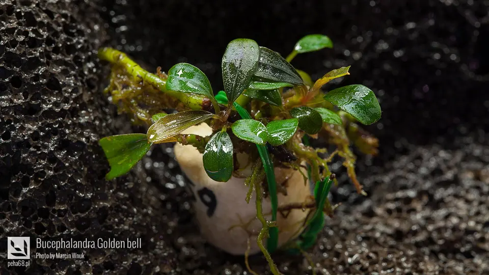Bucephalandra Golden bell 001