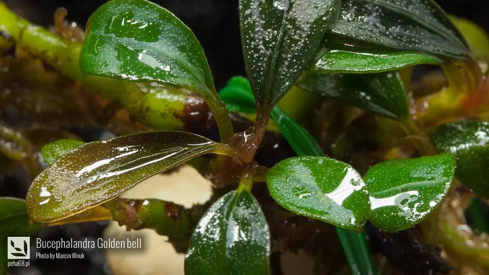 Bucephalandra Golden bell 002