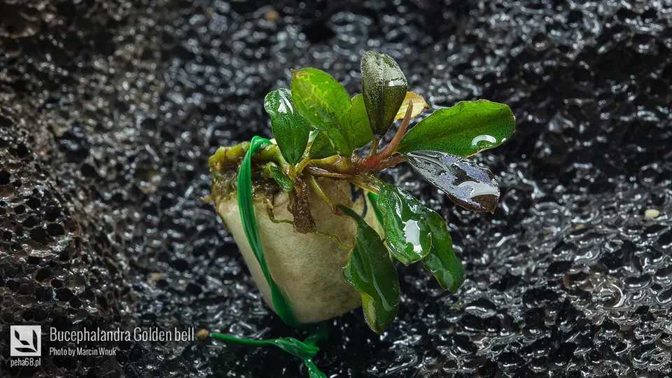 Bucephalandra sp. 'Golden bell'