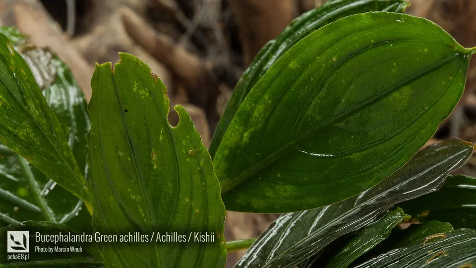Bucephalandra Green achilles - Achilles - Kishii