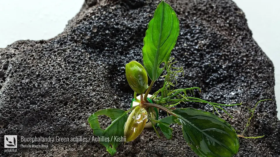 Bucephalandra Green achilles - Achilles - Kishii