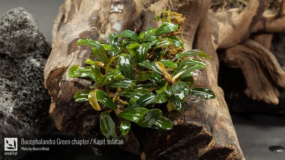 Bucephalandra Green chapter - Kapit sulatan