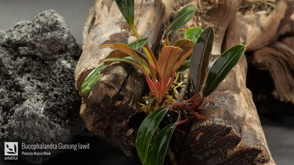 Bucephalandra Gunung lawit