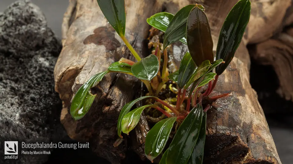 Bucephalandra Gunung lawit