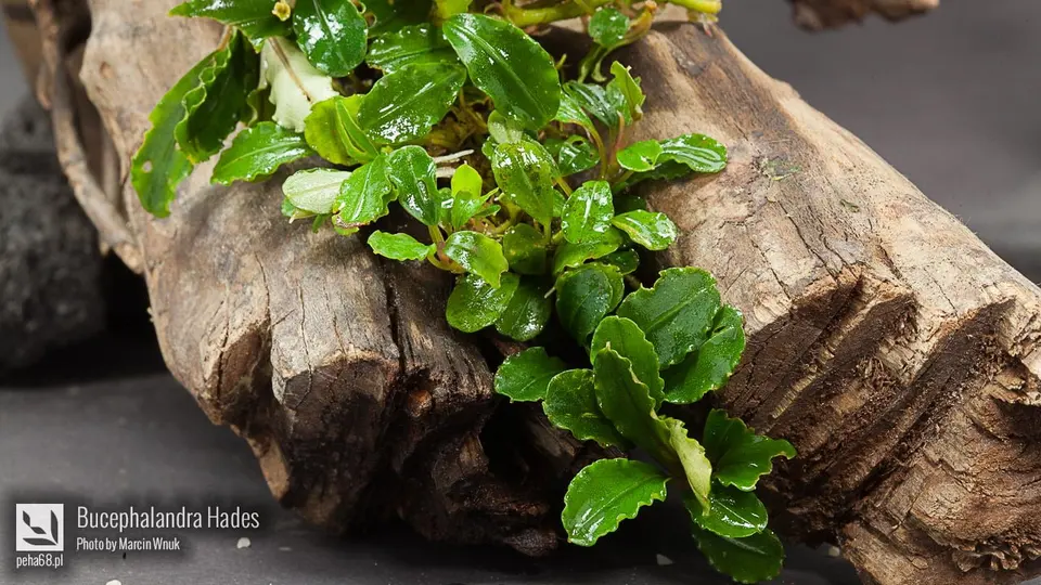 Bucephalandra Hades