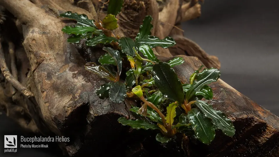 Bucephalandra Helios