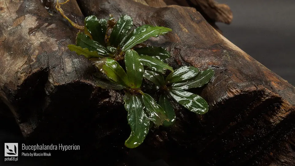 Bucephalandra Hyperion