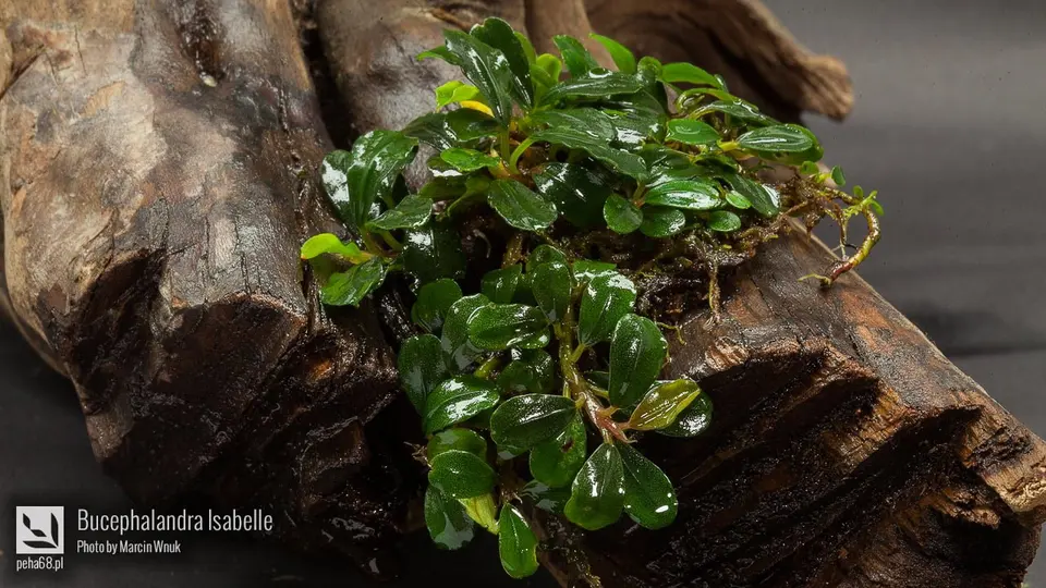 Bucephalandra sp. 'Isabelle'