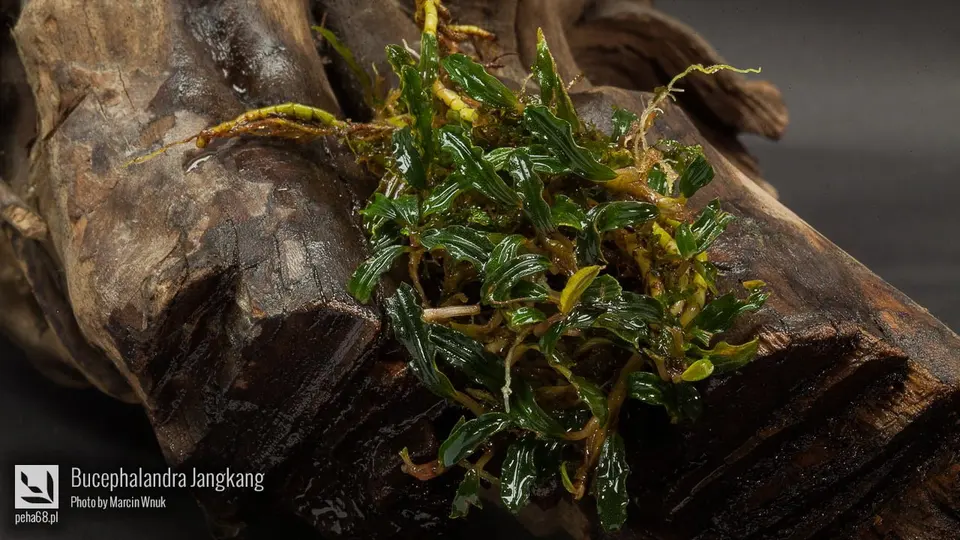 Bucephalandra Jangkang