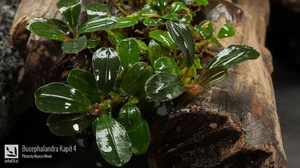 Bucephalandra Kapit 4
