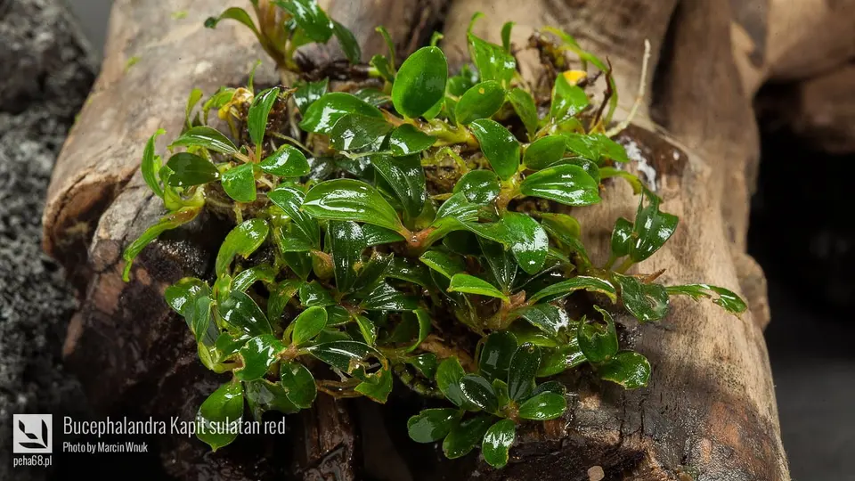Bucephalandra Kapit sulatan red