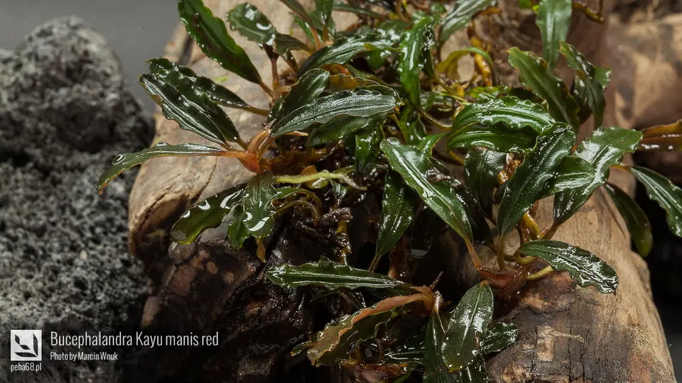 Bucephalandra Kayu manis red
