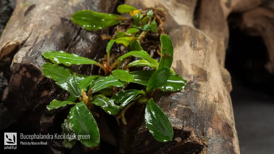 Bucephalandra sp. 'Kecil dark green'
