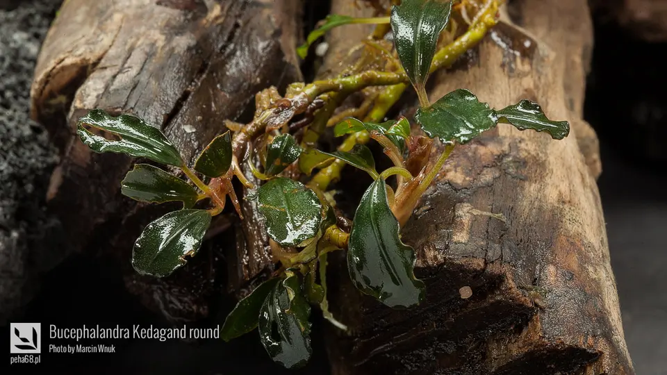 Bucephalandra Kedagand round