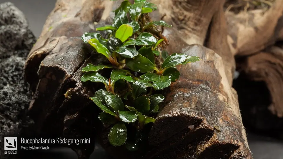Bucephalandra Kedagang mini