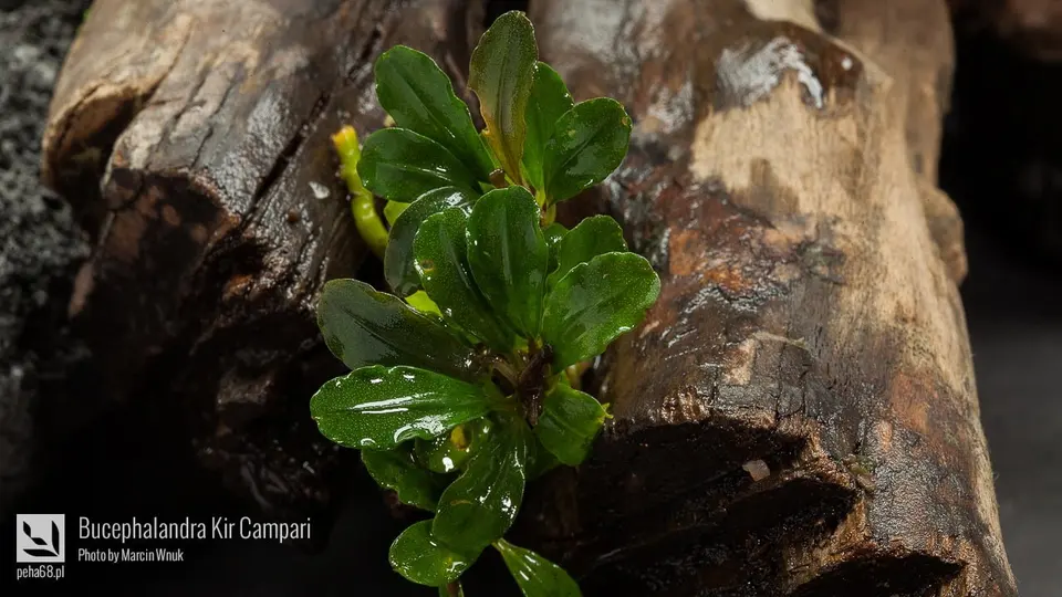 Bucephalandra Kir Campari