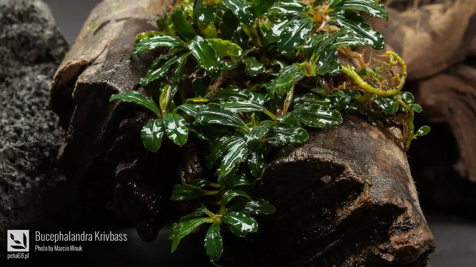 Bucephalandra Krivbass