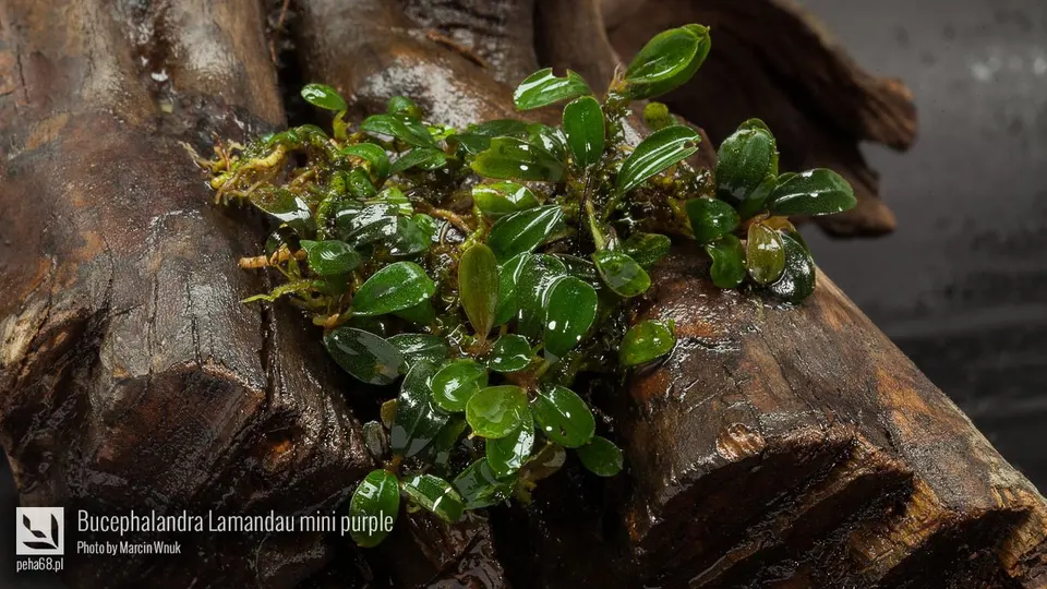 Bucephalandra Lamandau mini purple