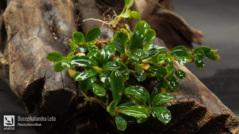 Bucephalandra Leto
