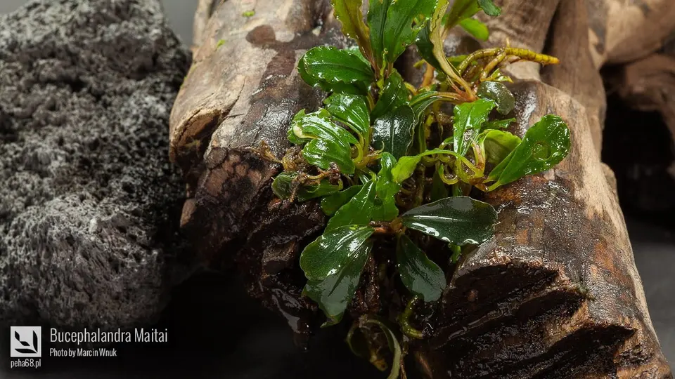 Bucephalandra Maitai