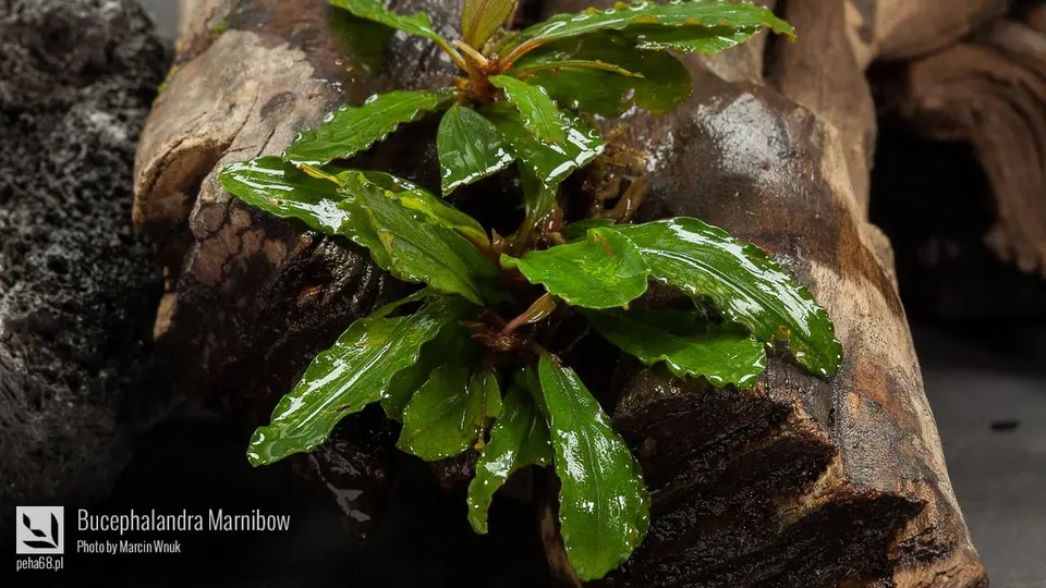 Bucephalandra Marnibow
