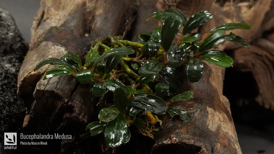 Bucephalandra Medusa