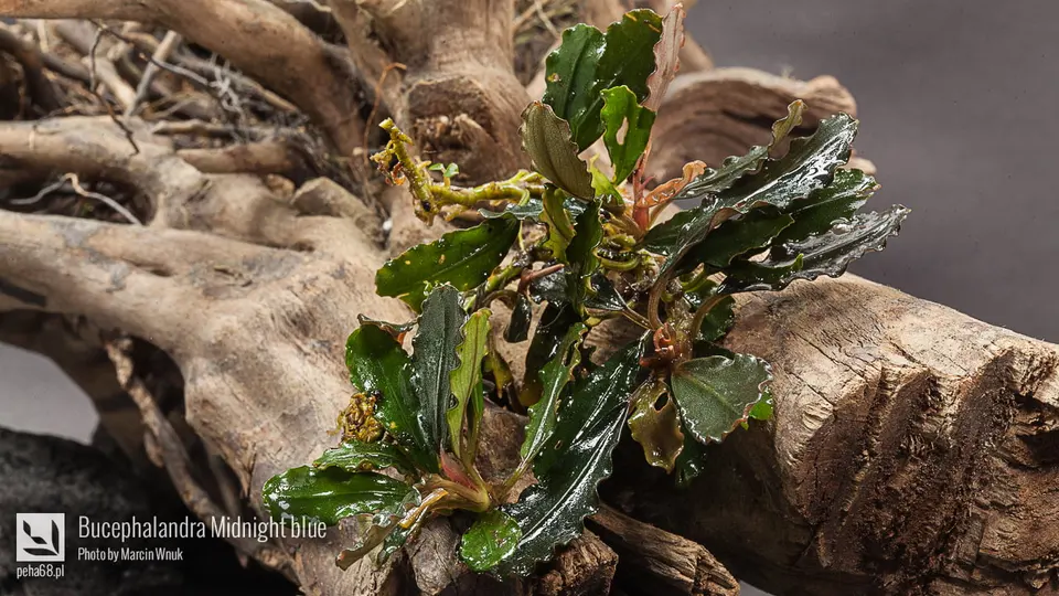 Bucephalandra Midnight blue