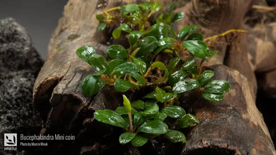Bucephalandra Mini coin