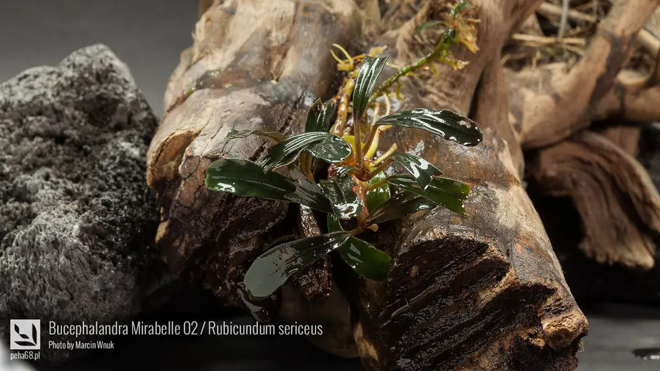 Bucephalandra Mirabelle 02 - Rubicundum sericeus
