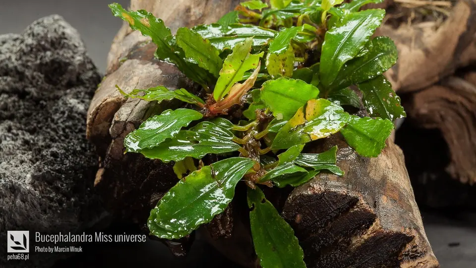 Bucephalandra Miss universe