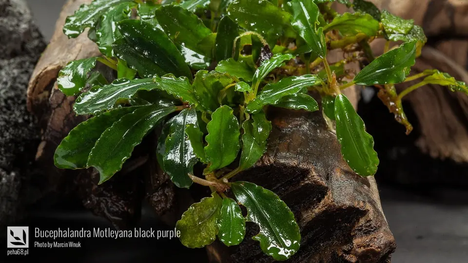 Bucephalandra Motleyana black purple