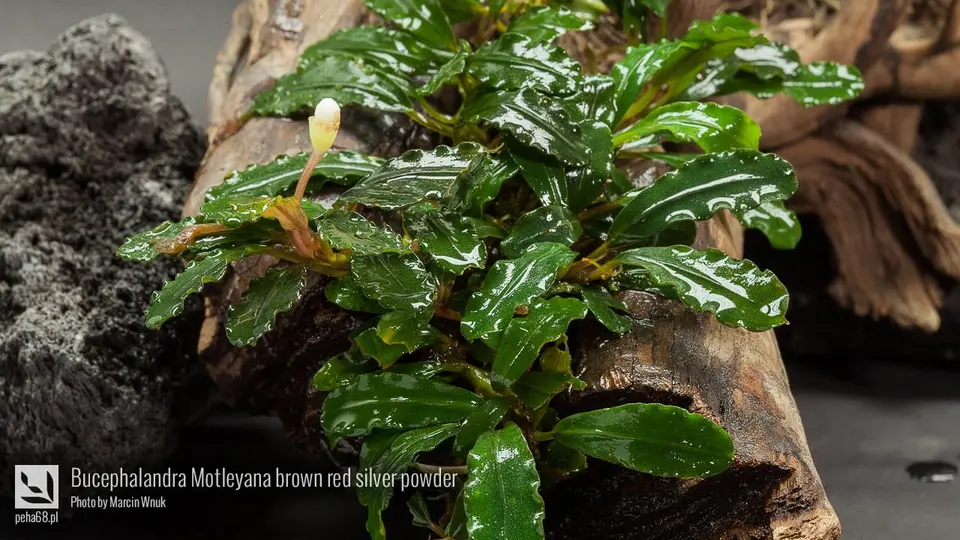 Bucephalandra Motleyana brown red silver powder