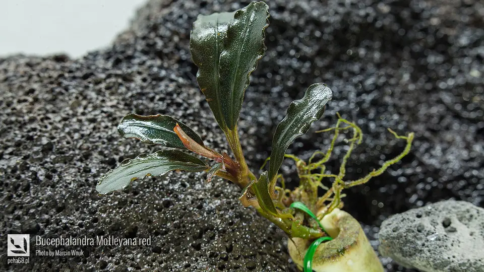 Bucephalandra Motleyana red 001